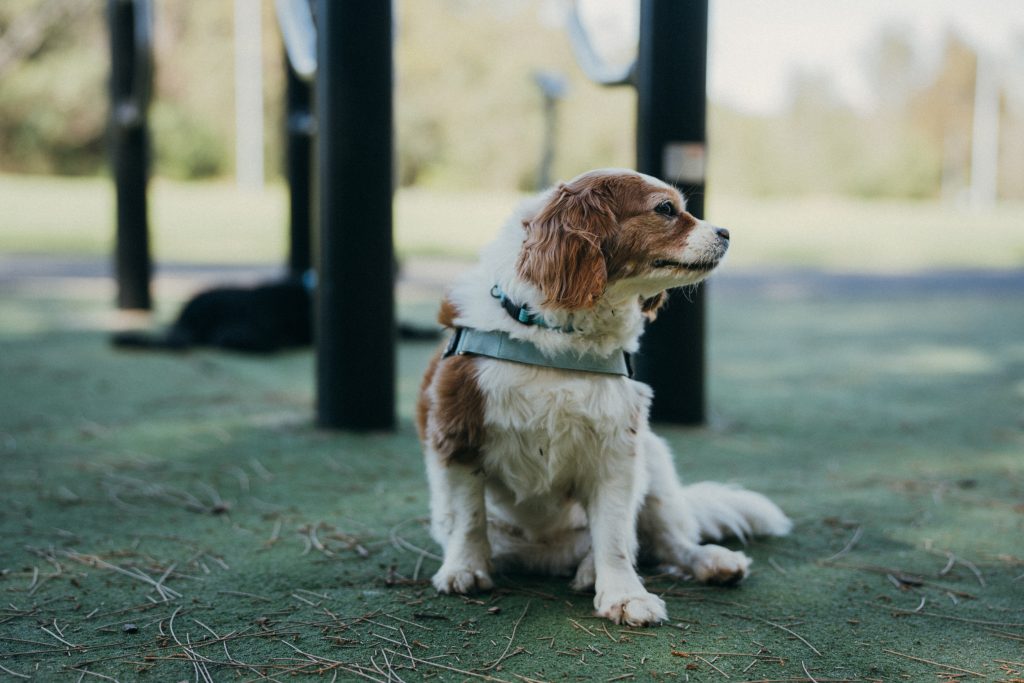 celebrate dog milestones