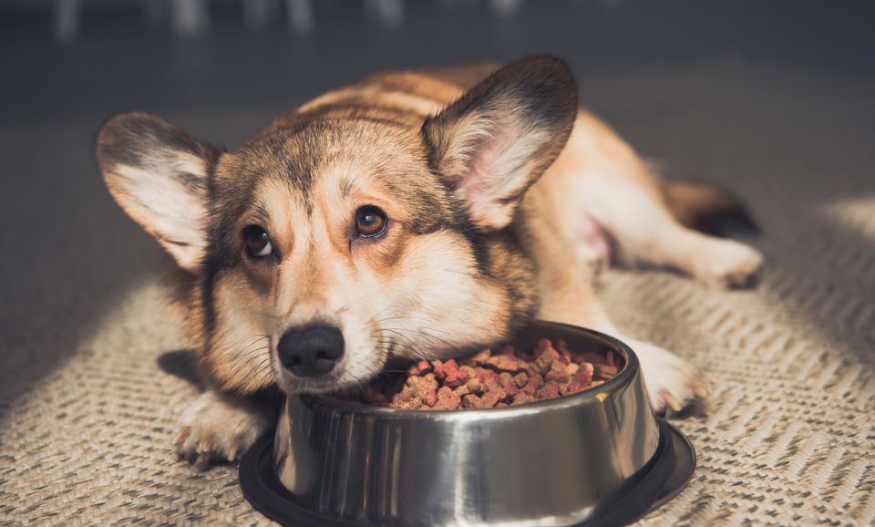 Pembroke Welsh Corgi lying on bowl full of dog, personalised nutrition