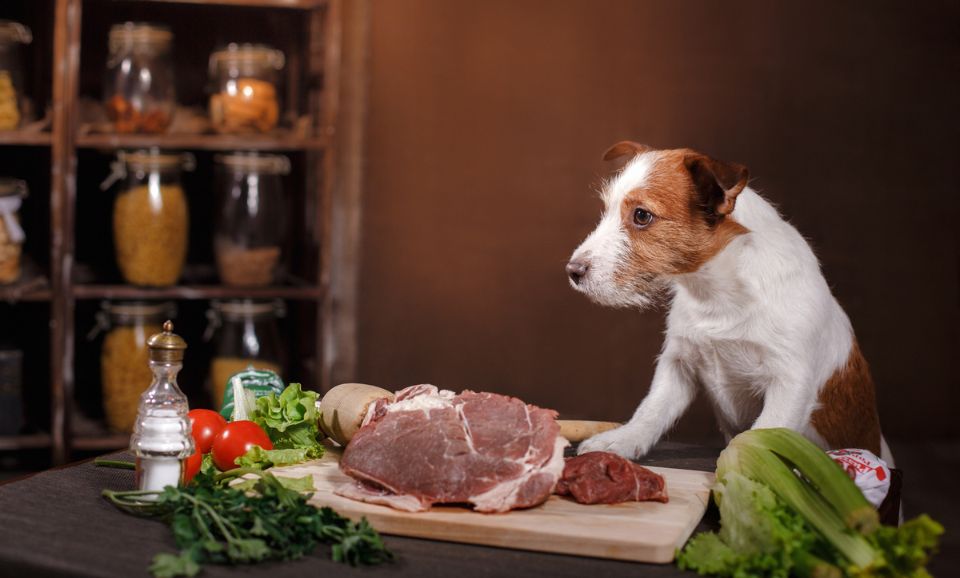 Jack Russell Terrier and raw dog food