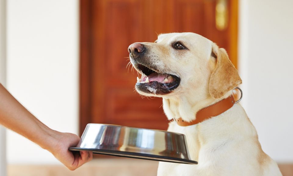 happy dog waiting for food