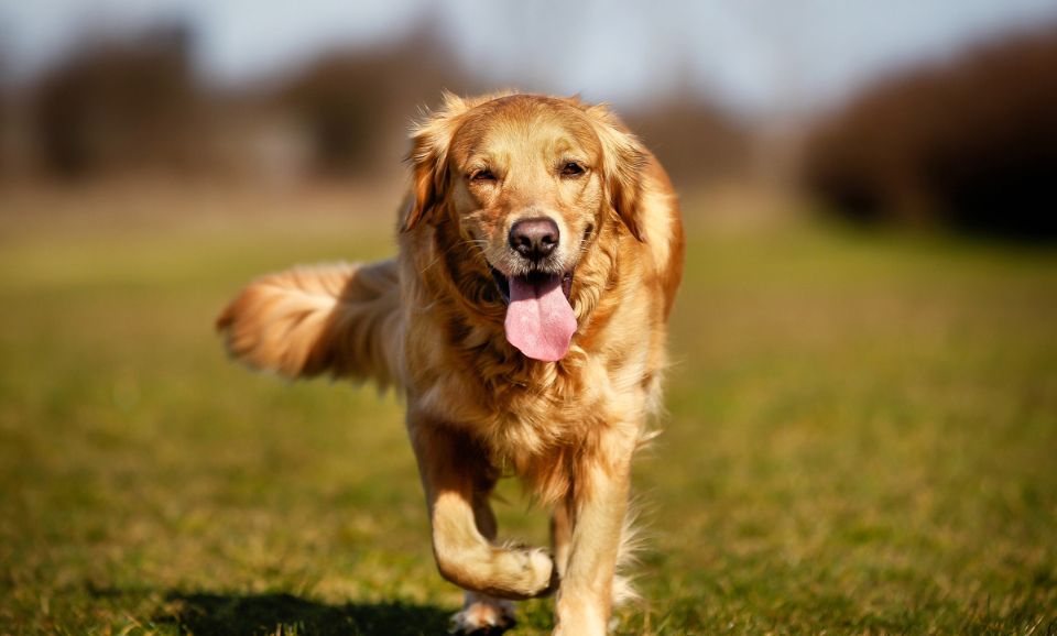 happy running golden retriever