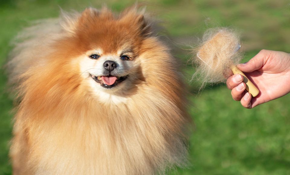 Sustainable Dog Care bamboo grooming tool used on dog