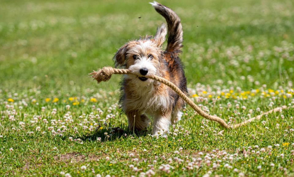 dog playing on the lawn with a tug rope
