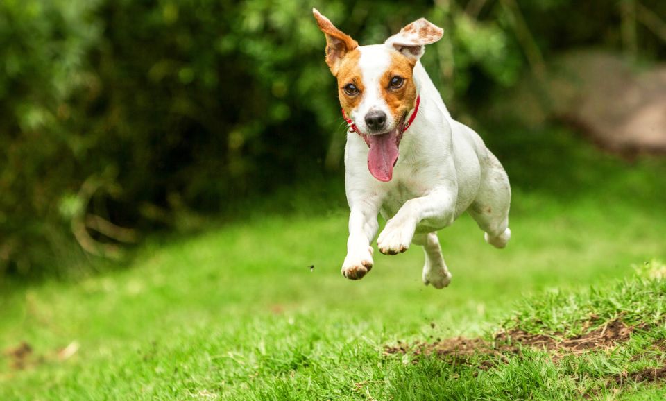 happy running dog