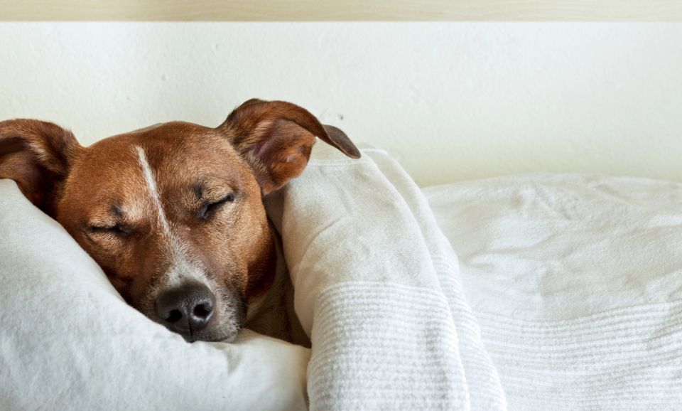 dog's sleep