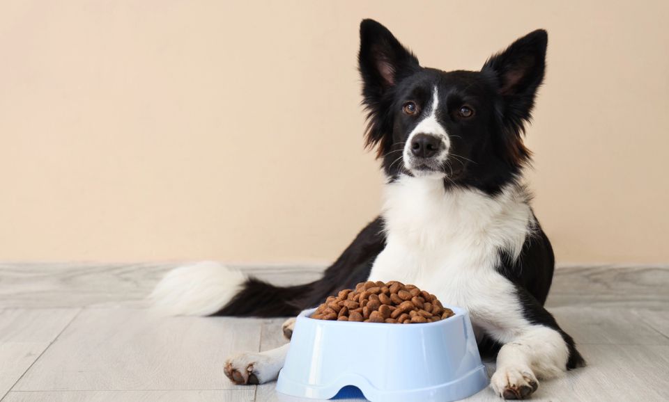 dog nutrition