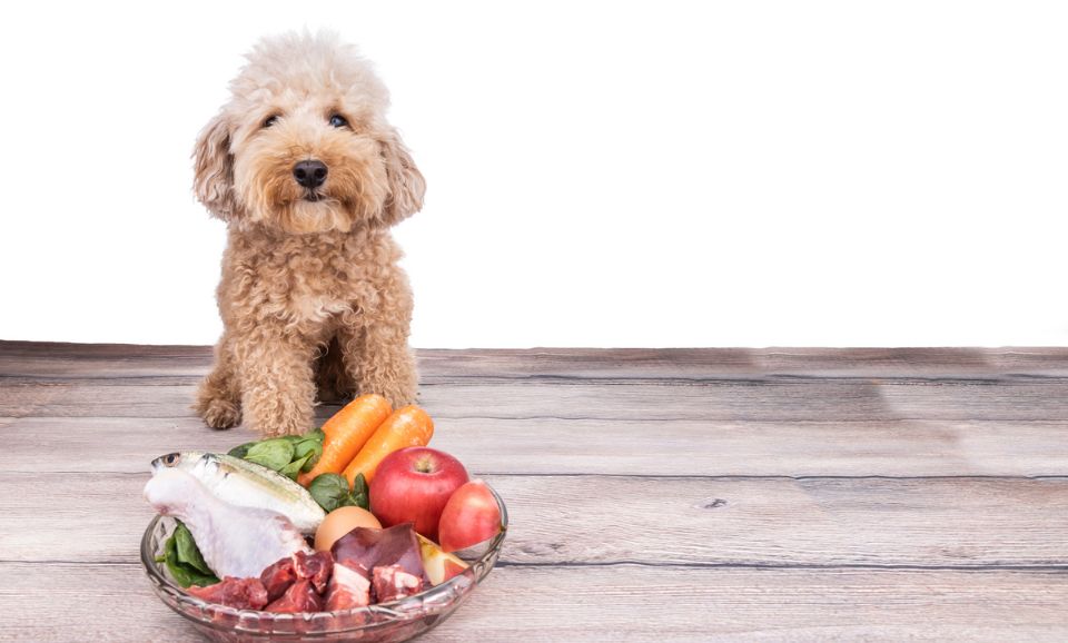 dog with healthy food in a basket