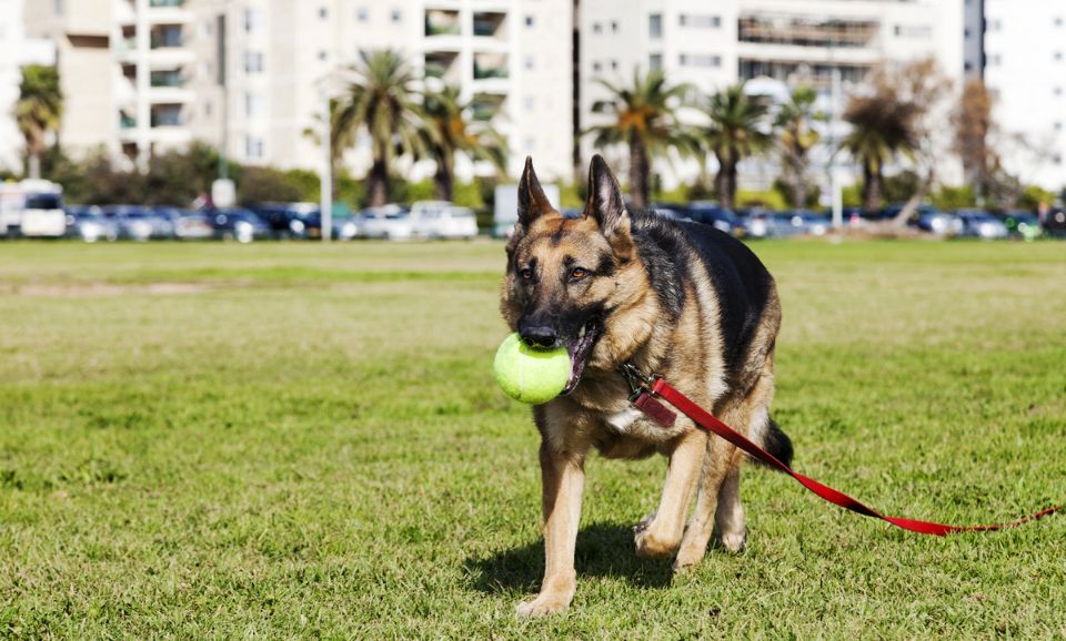 German Shepherd Dog with Tennis Ball at dog parks