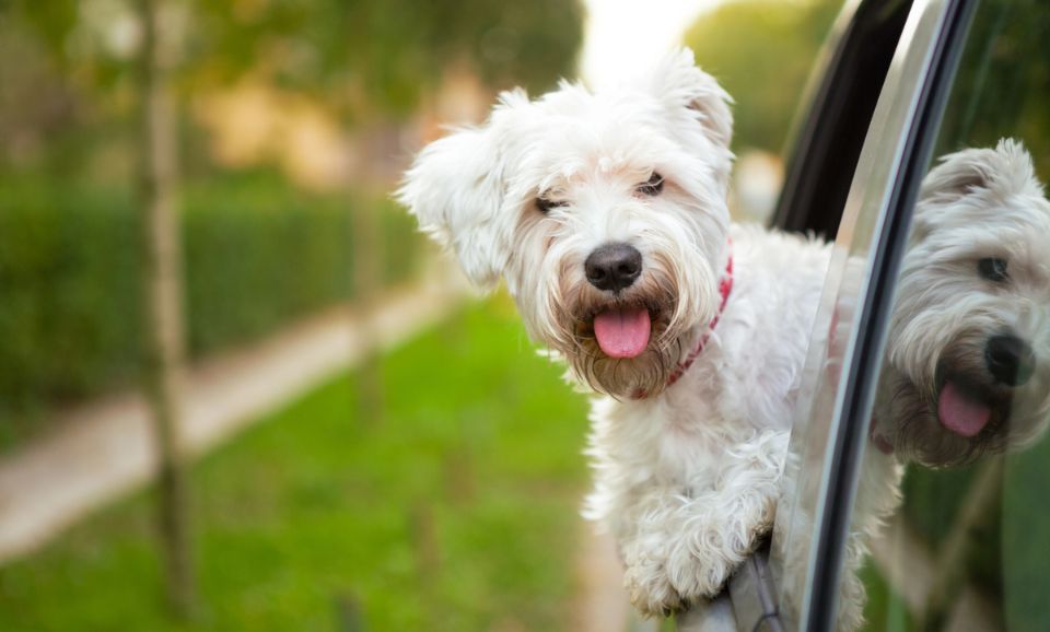 Gut Health & Anxiety in Dogs