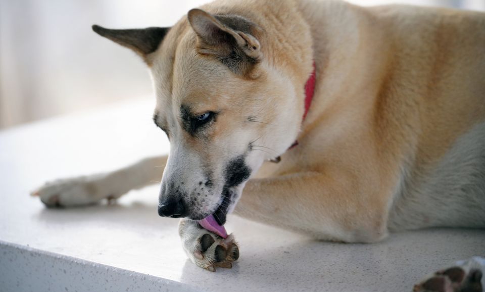 dog paw licking