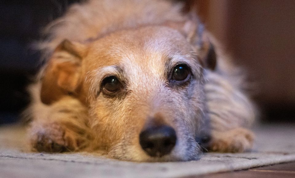 sad dog lying on the floor