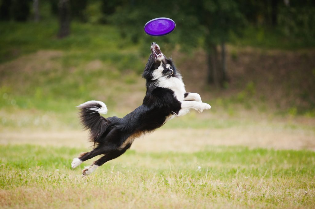 dog playing frisbee in park