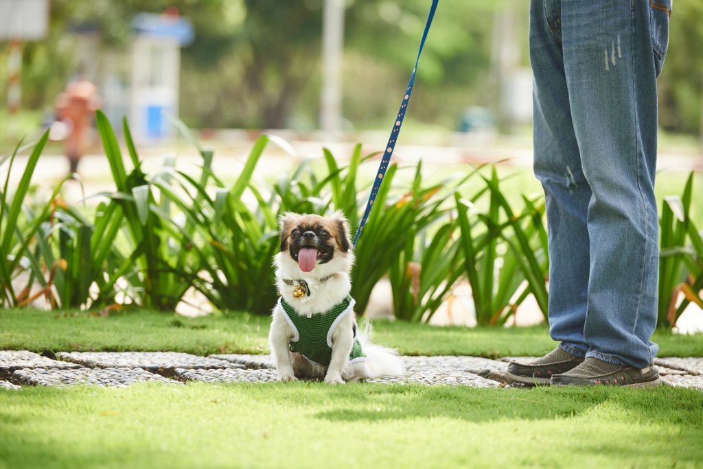 Cute little dog sitting outdoors
