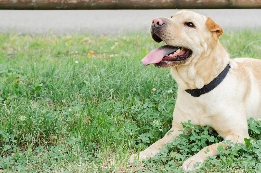 Tired dog lying on the grass